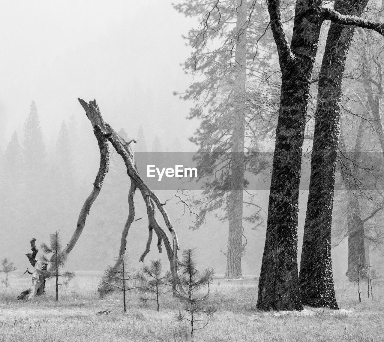 Trees on field during winter