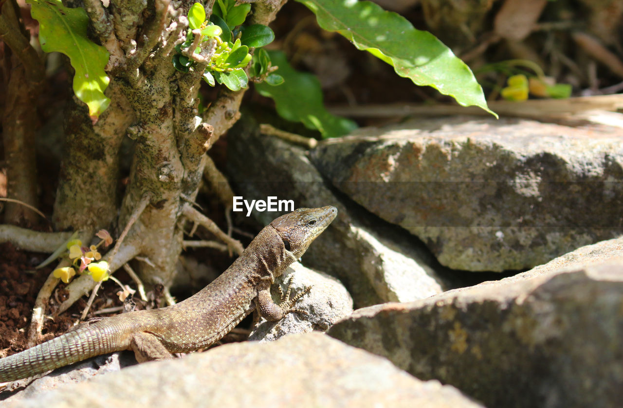 Close-up of lizard on rock