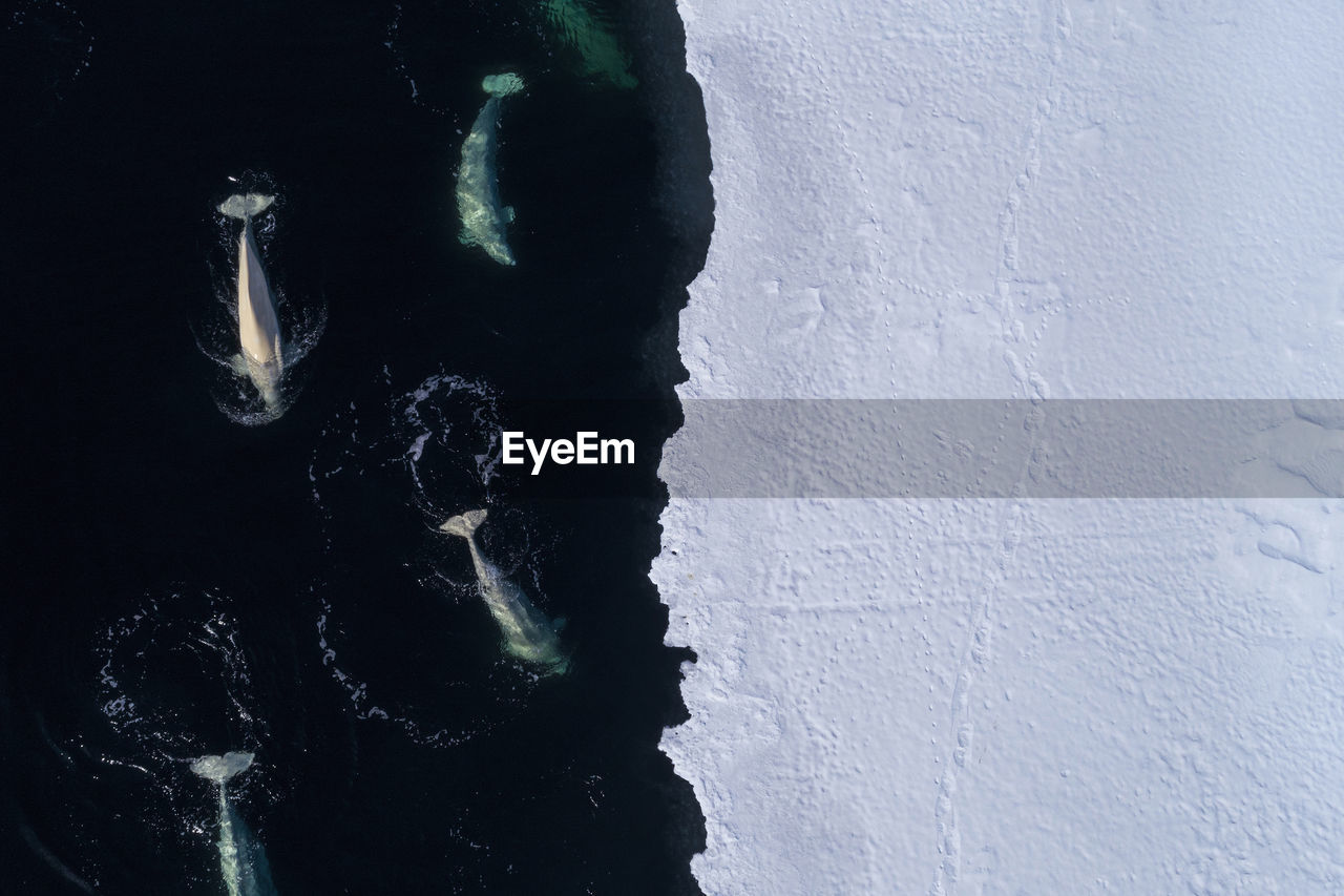 A pod of beluga whales feeding at the ice edge of svalbard, in the high arctic