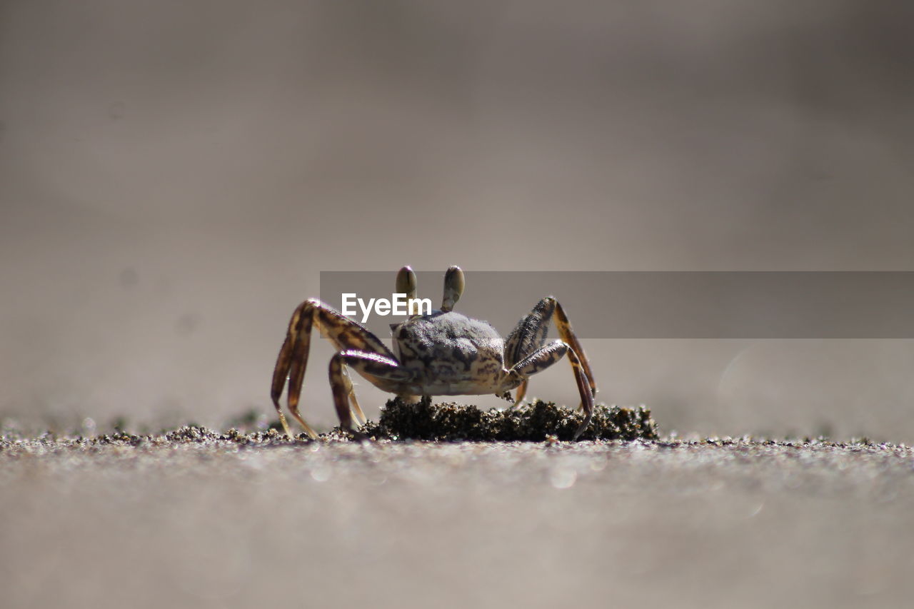 Close-up of spider