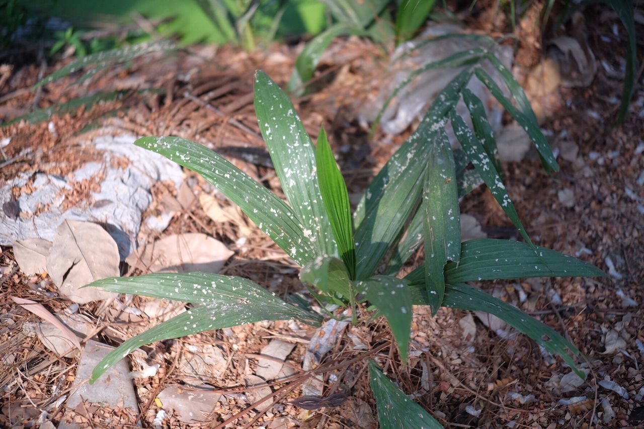 CLOSE-UP OF PLANT GROWING OUTDOORS