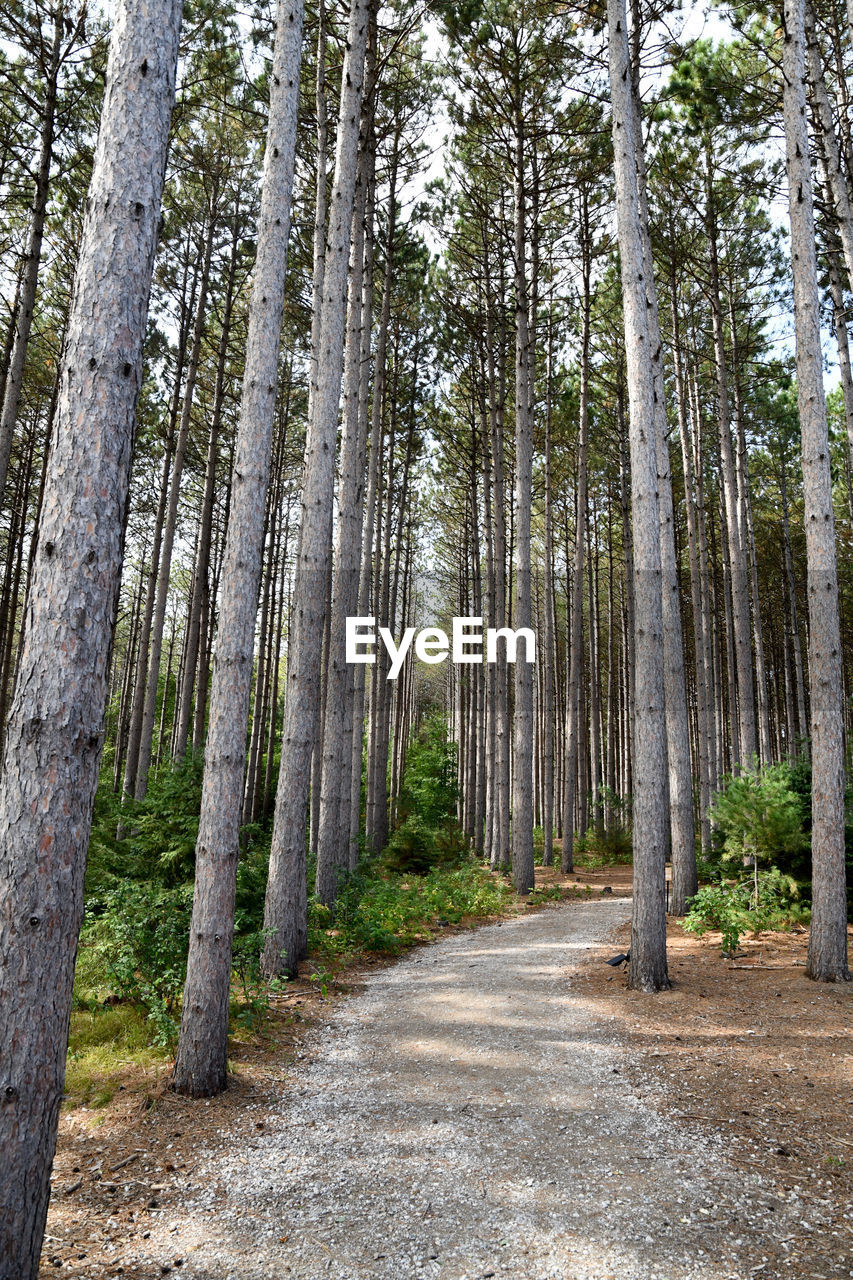 Dirt hiking path through the tall pine trees