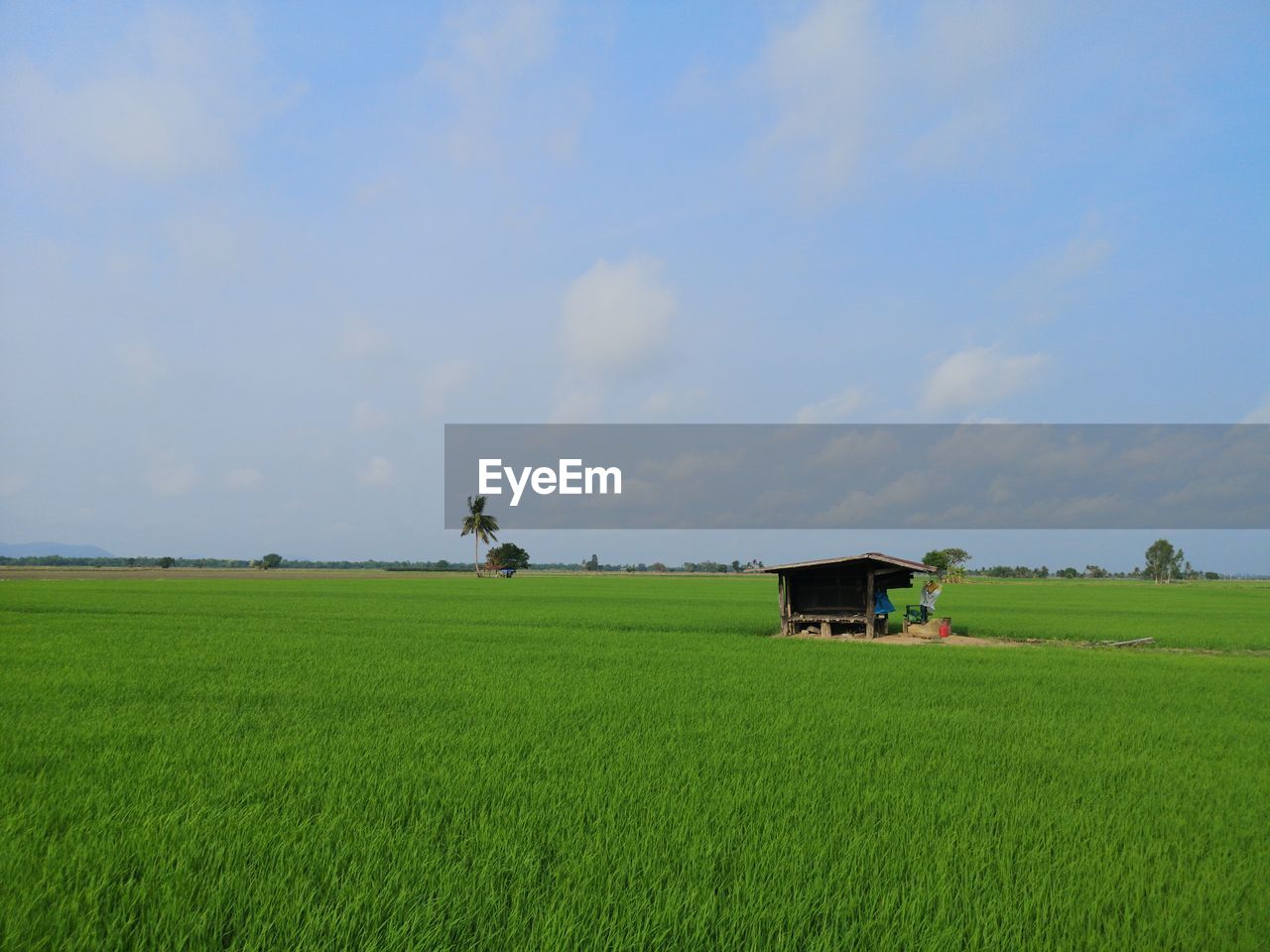 field, landscape, agriculture, grassland, rural scene, plain, land, sky, environment, plant, farm, horizon, green, nature, grass, prairie, pasture, paddy field, crop, growth, meadow, scenics - nature, beauty in nature, cloud, cereal plant, rural area, no people, day, tranquility, outdoors, architecture, built structure, tranquil scene, rice, building, occupation, food, food and drink, rice paddy, hill