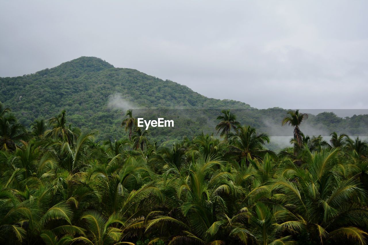 Scenic view of trees and mountains against sky