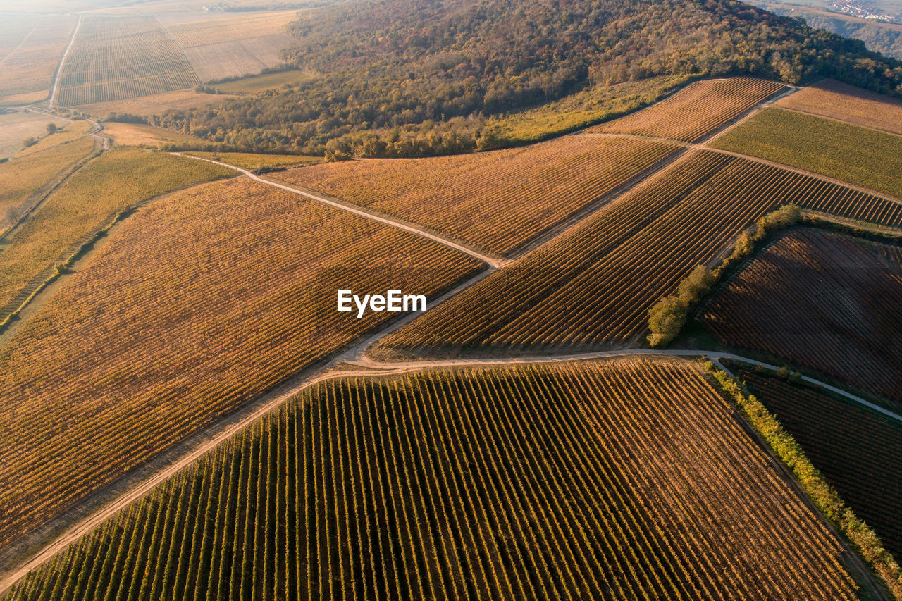 High angle view of grape plantations near villany wine region in hungary in the autumn 