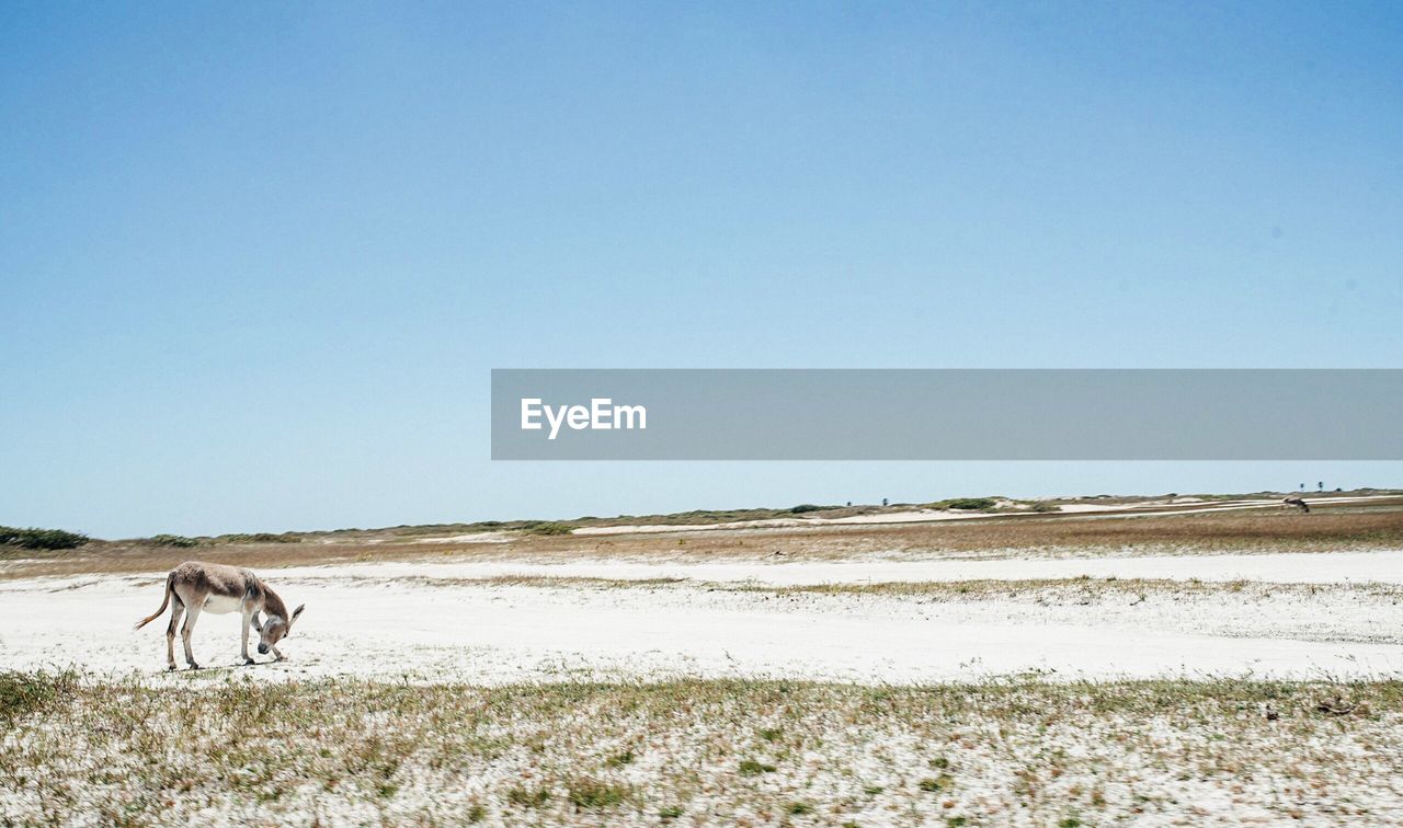 SCENIC VIEW OF DESERT AGAINST SKY