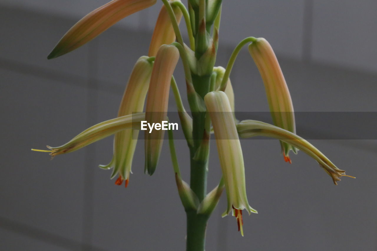 CLOSE-UP OF FLOWERING PLANT