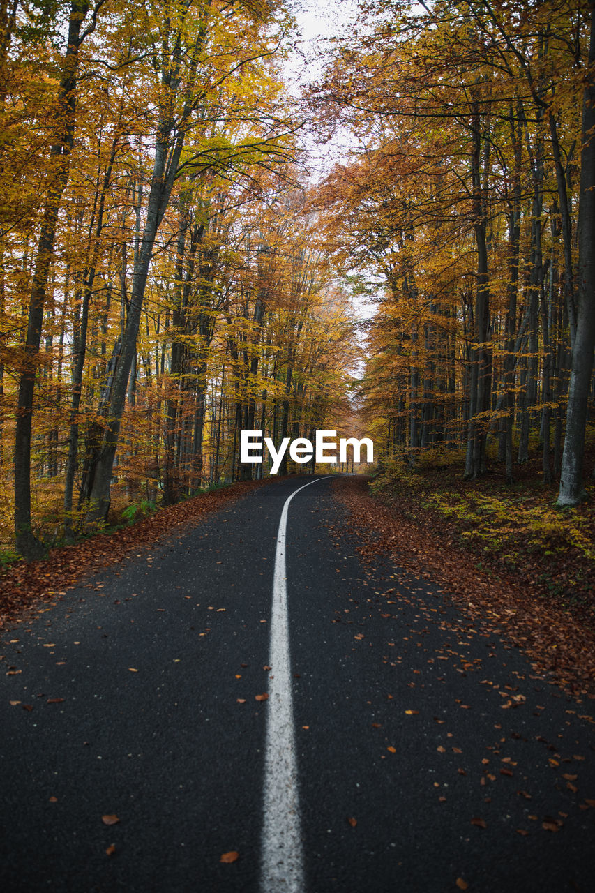 Asphalt road with fallen leaves in autumn forest.