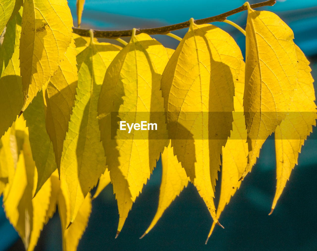 CLOSE-UP OF YELLOW LEAVES HANGING ON LEAF