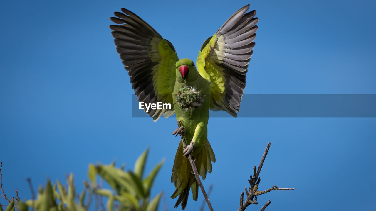 LOW ANGLE VIEW OF BIRD FLYING AGAINST BLUE SKY