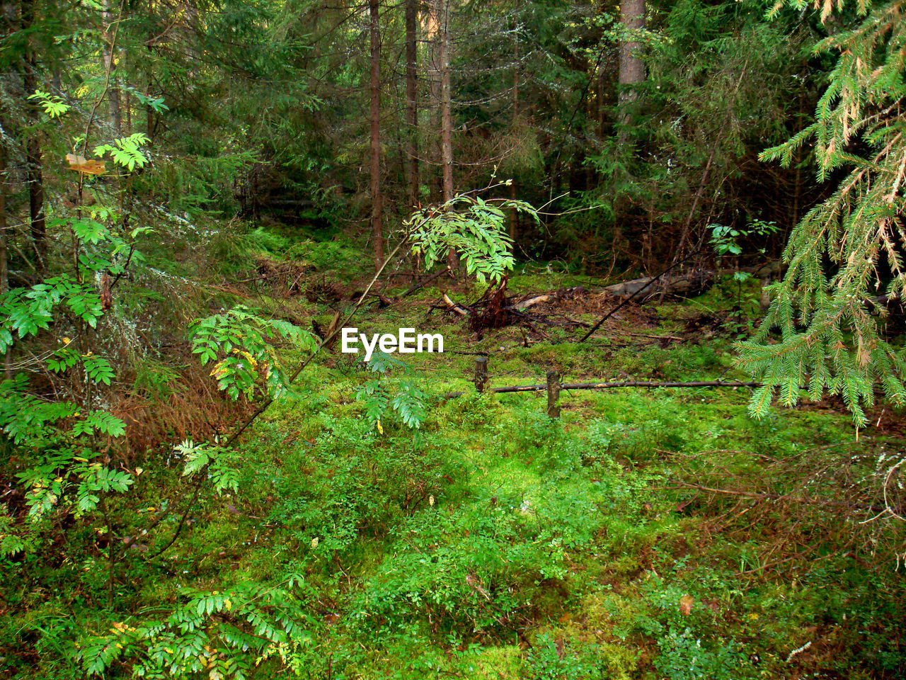 VIEW OF TREES IN FOREST