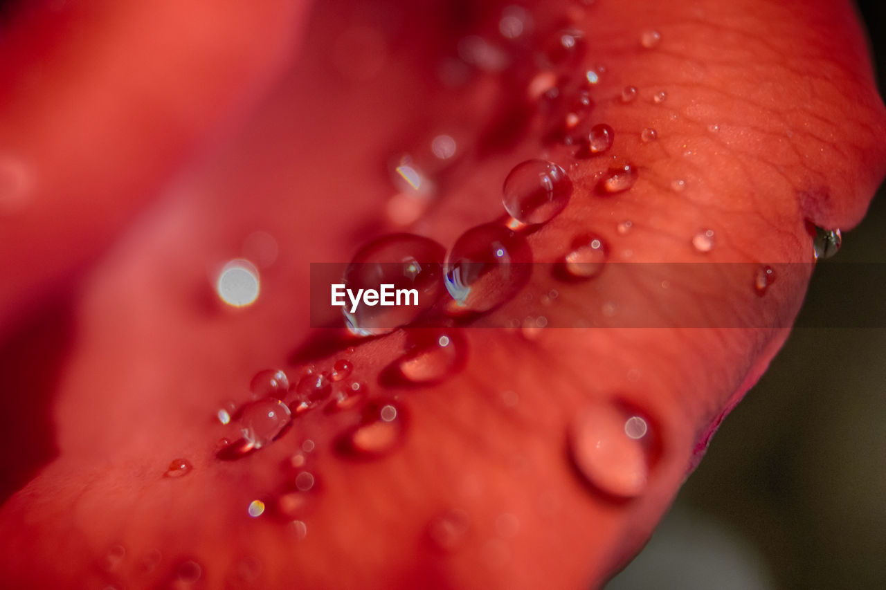 Close-up of water drops on red flower