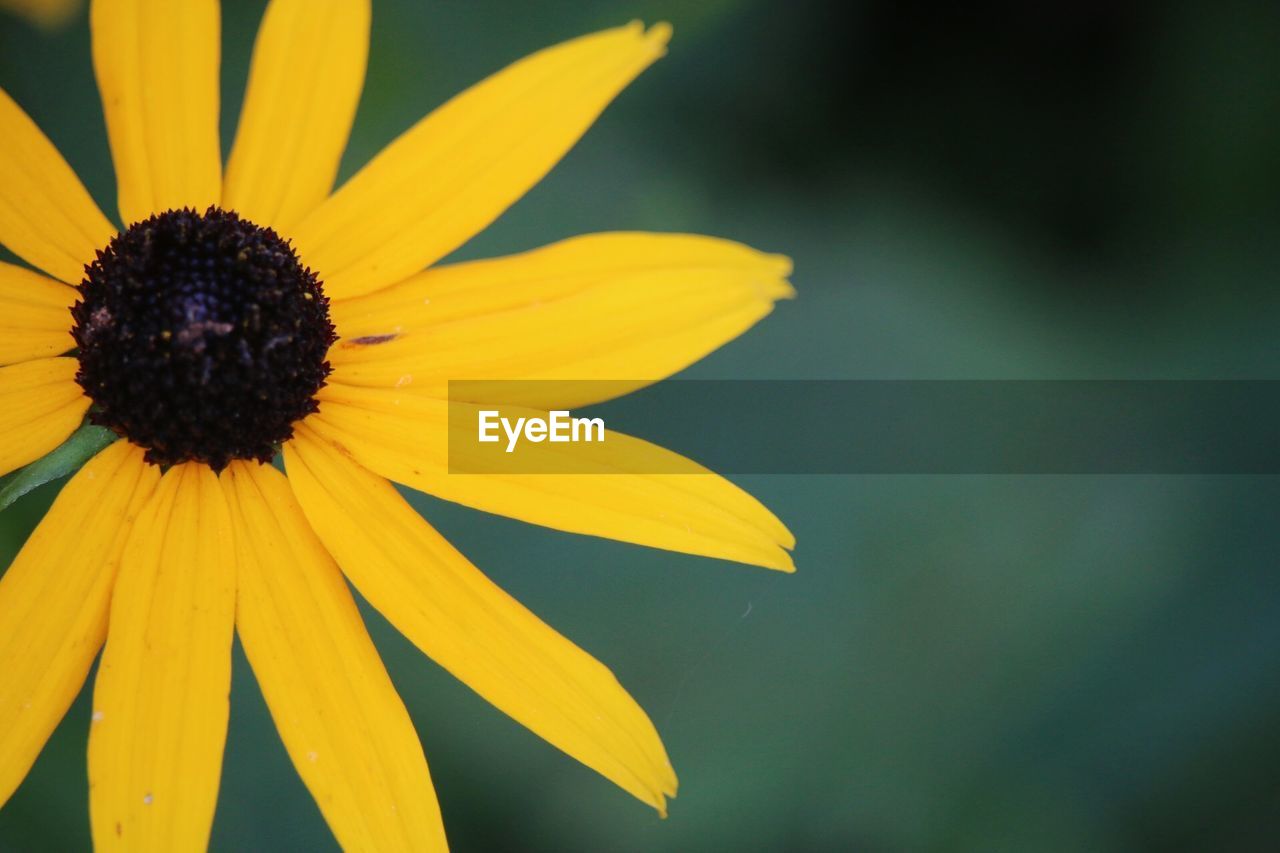 Close-up of yellow coneflower growing outdoors