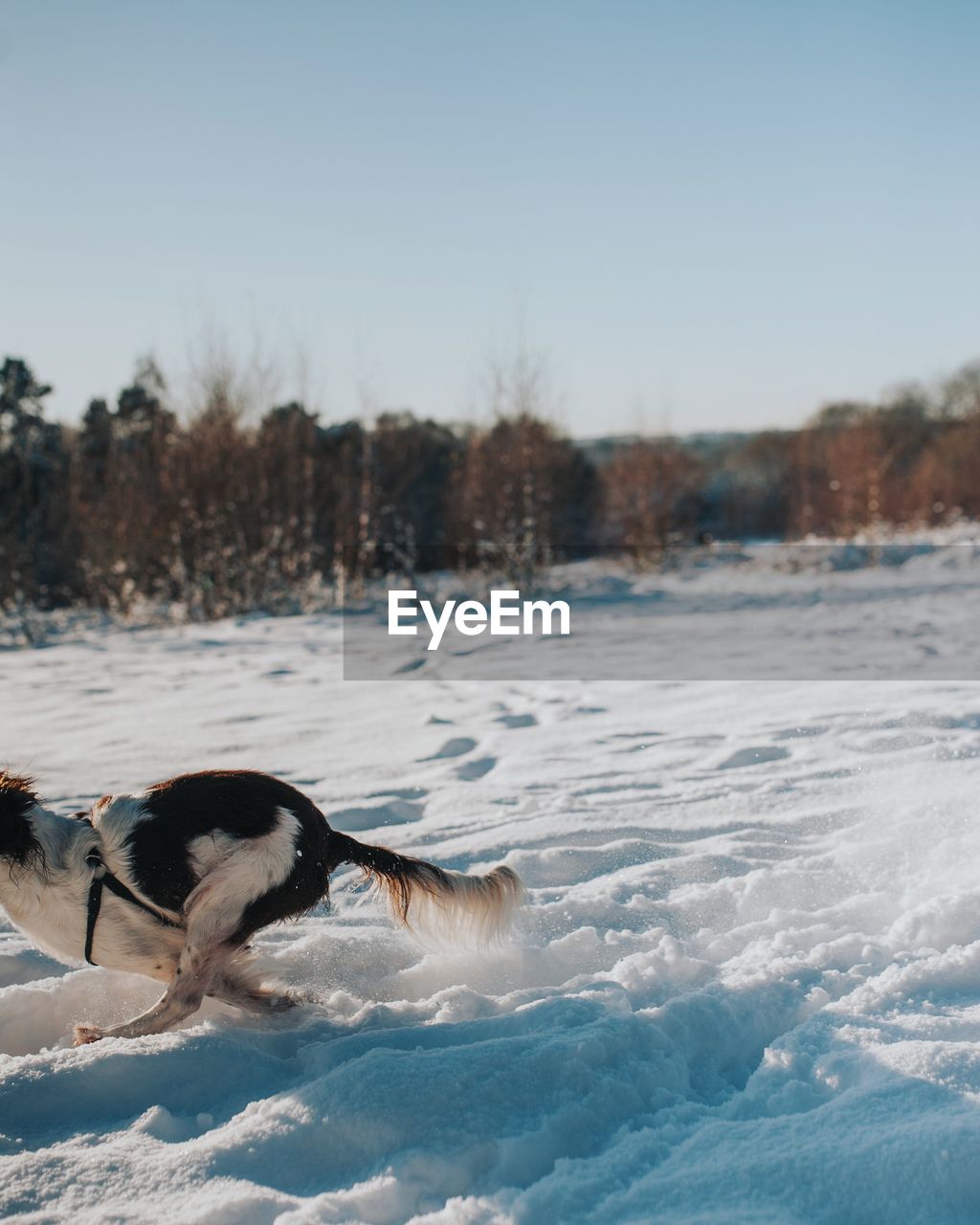 Dog running on snow during winter