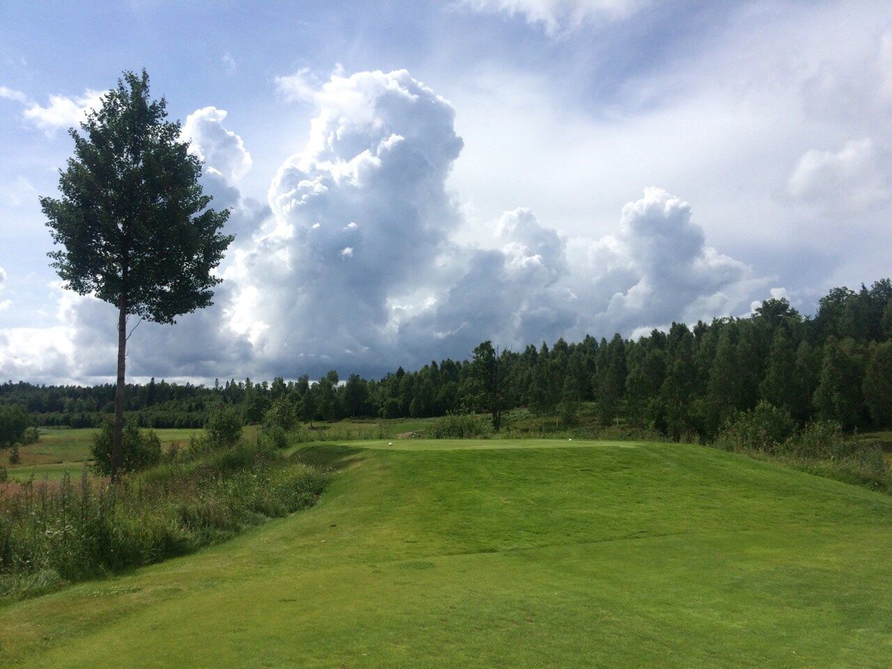 TREES ON GRASSY FIELD AGAINST CLOUDY SKY