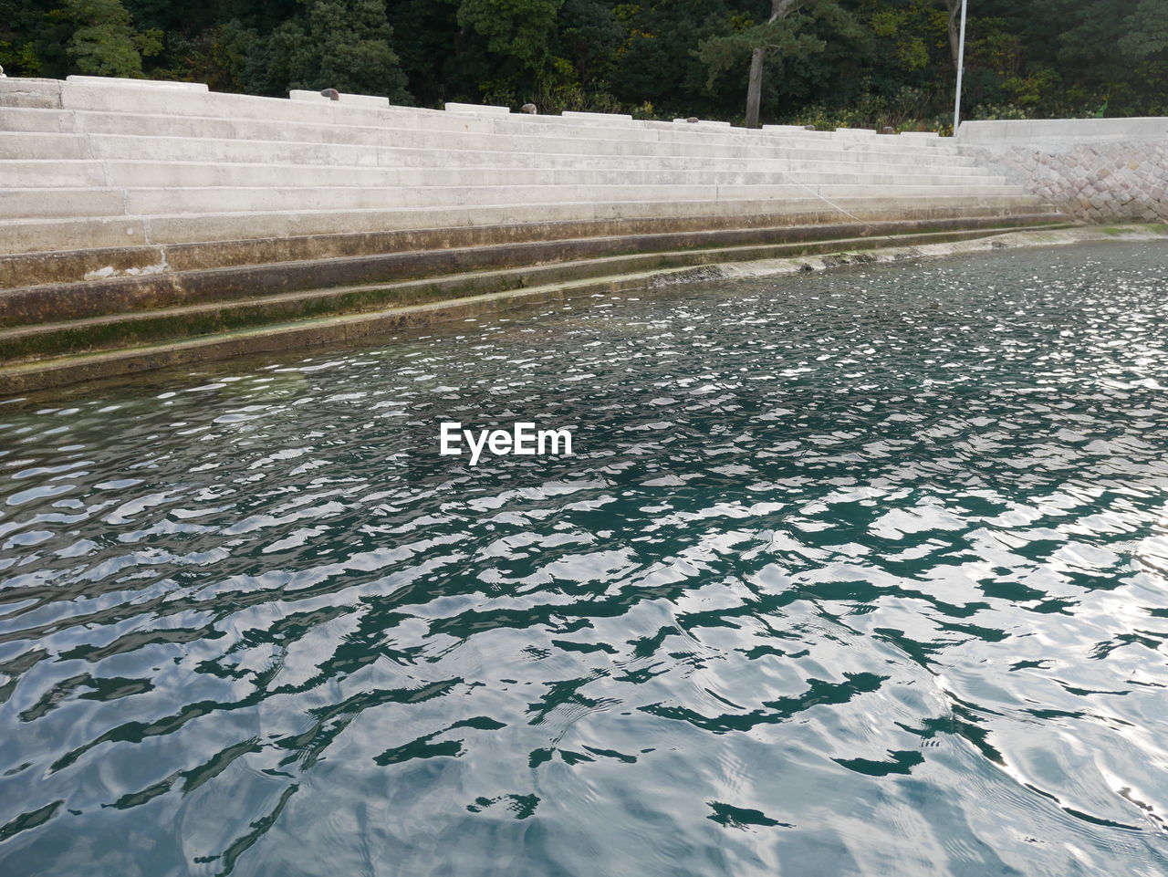 SWIMMING POOL BY TREE