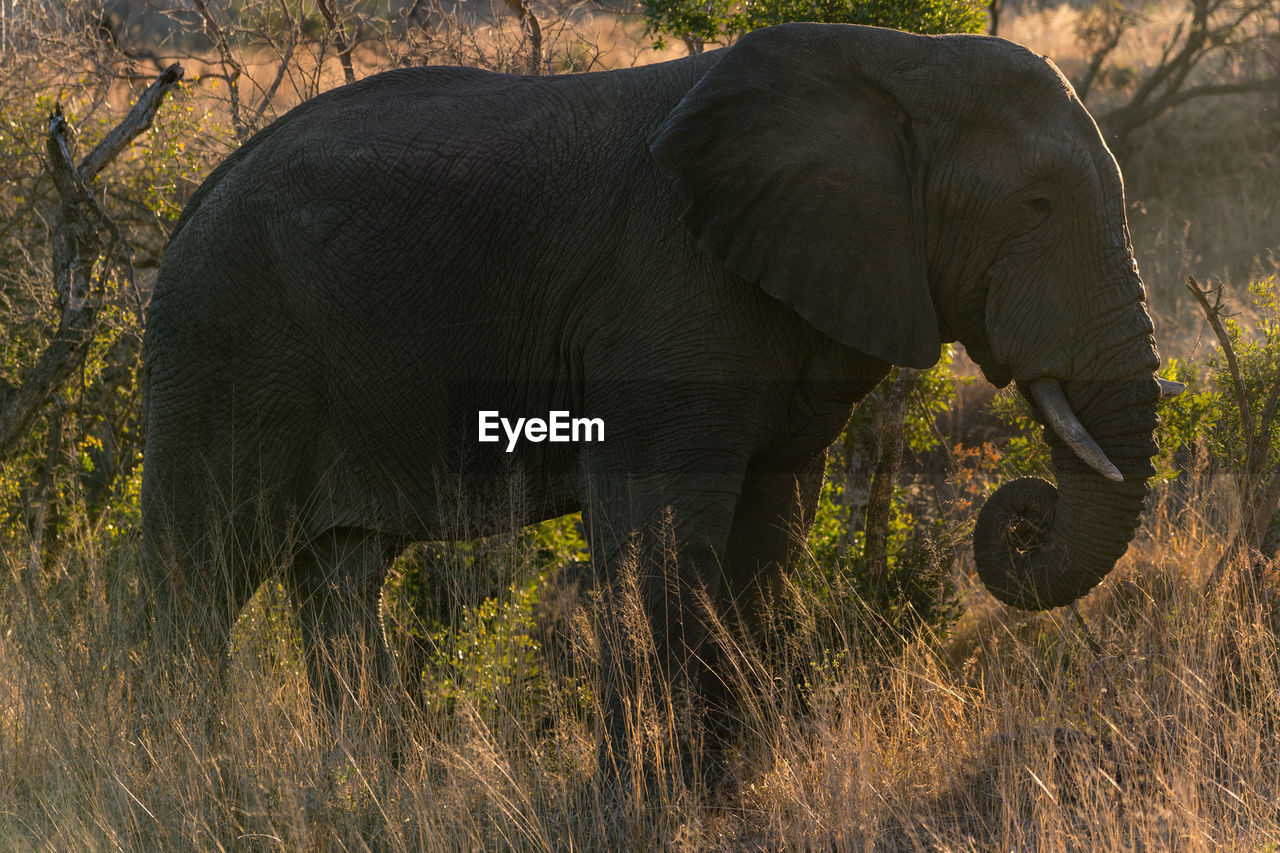 African elephant standing on grassy field