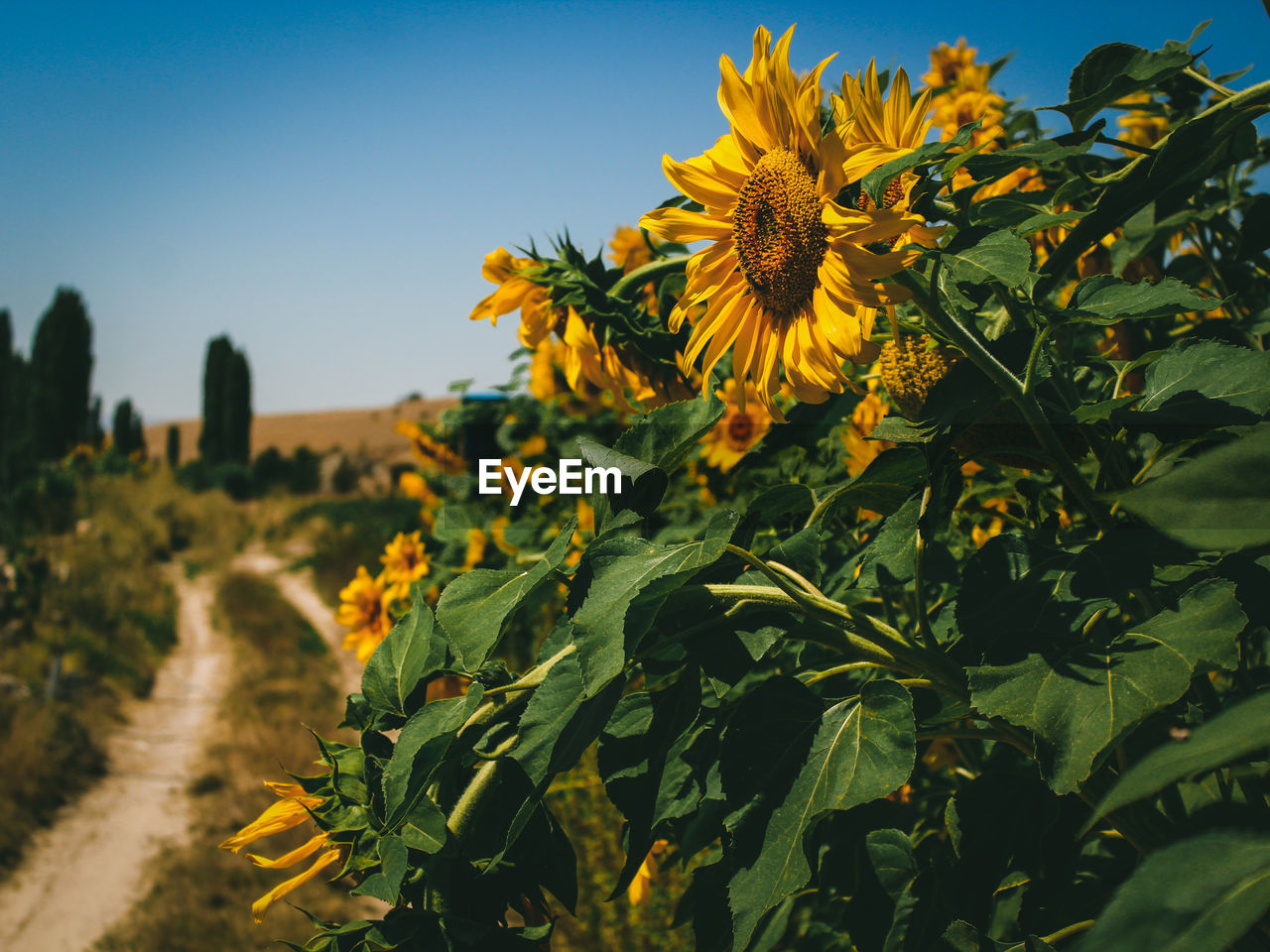 CLOSE-UP OF YELLOW FLOWERING PLANTS AGAINST CLEAR SKY
