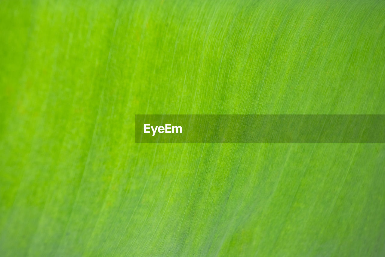 FULL FRAME OF GREEN LEAF