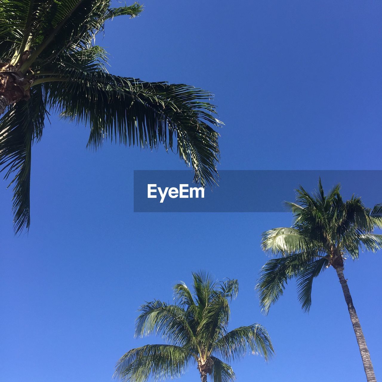 LOW ANGLE VIEW OF PALM TREE AGAINST BLUE SKY