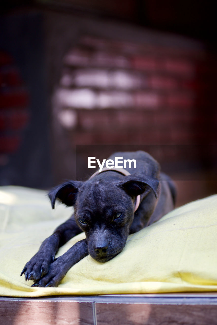 PORTRAIT OF BLACK PUPPY RESTING