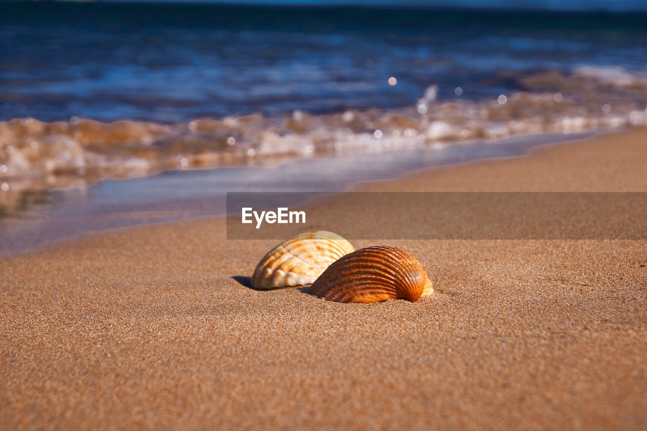 VIEW OF SHELL ON BEACH