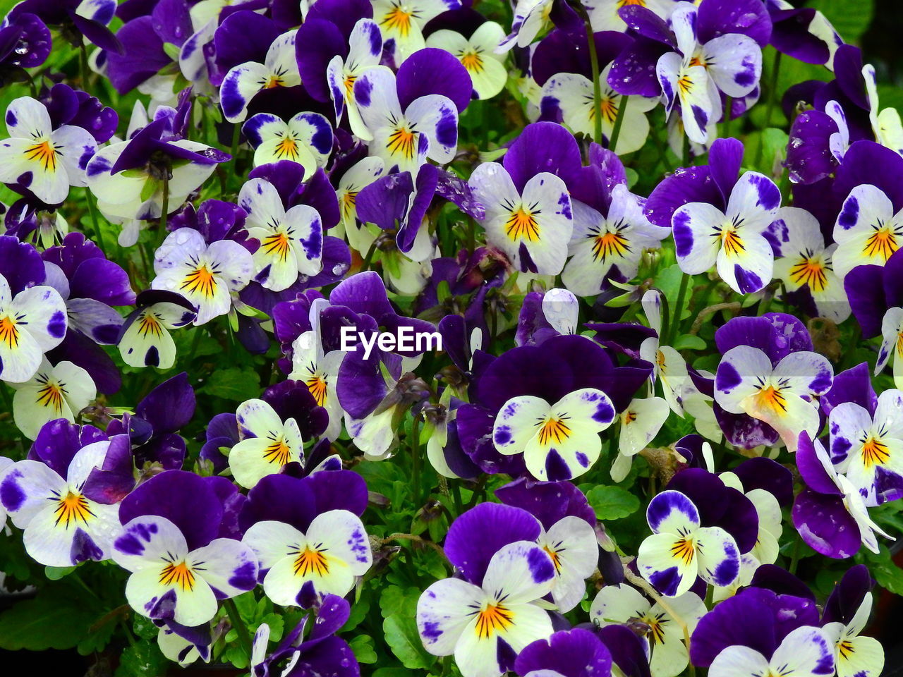 Close-up of purple flowers blooming outdoors