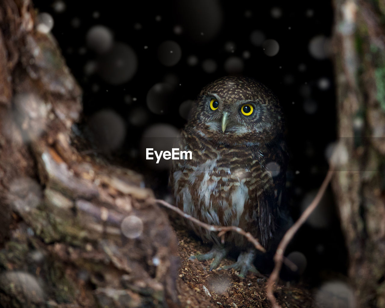 Close-up of owl in tree