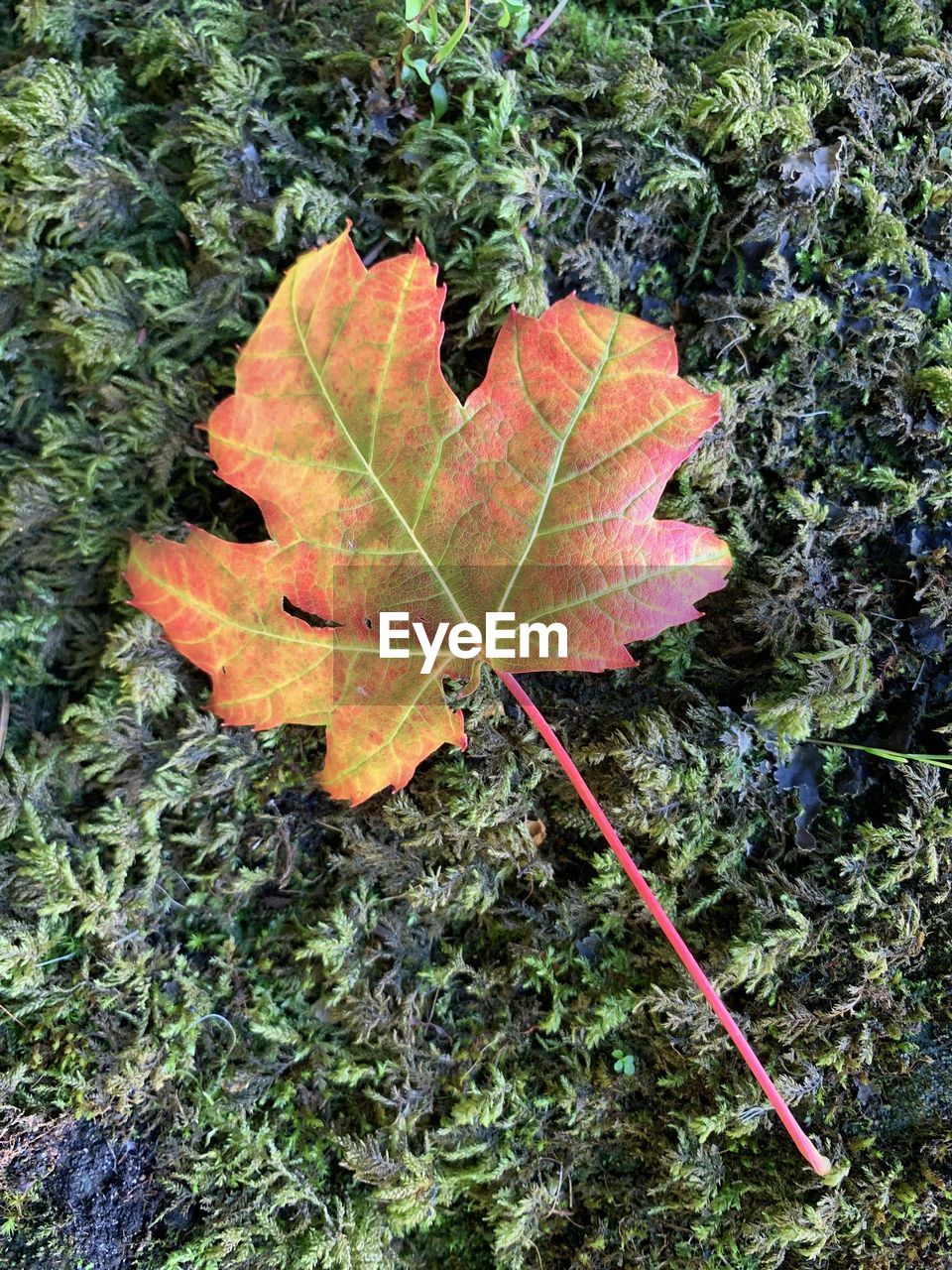 HIGH ANGLE VIEW OF DRY MAPLE LEAF ON LAND