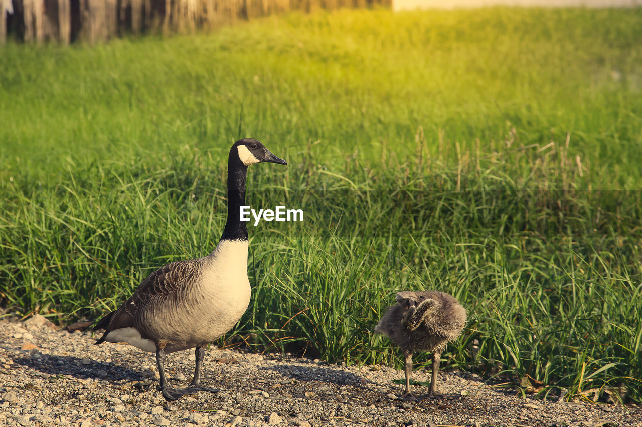 Wild geese near water side with beautiful light