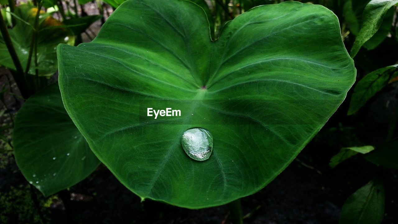 Water drop of green leaf in field