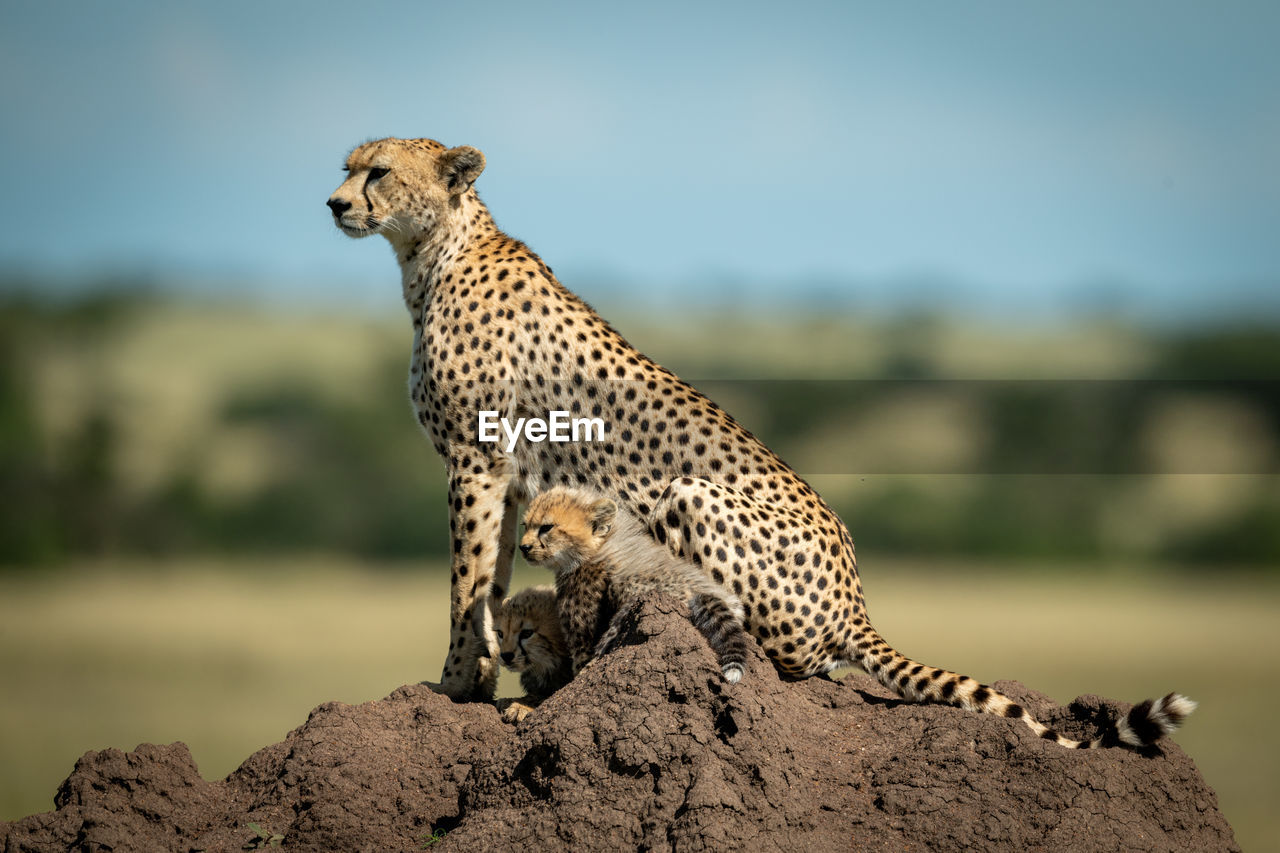 Full length of cheetah sitting on rock