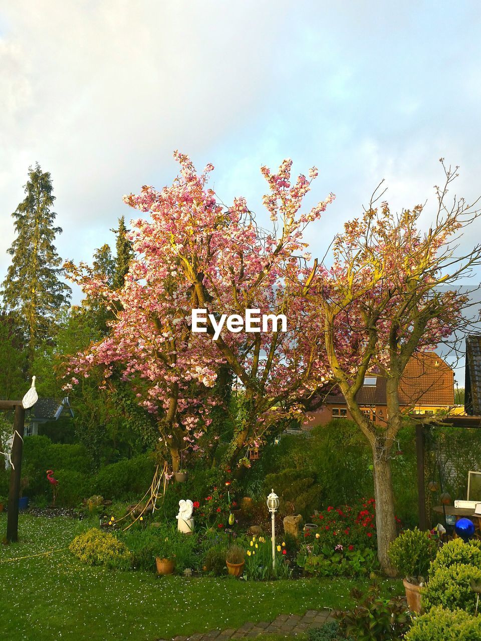 Trees growing in a garden