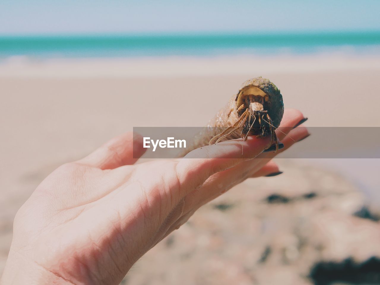 CLOSE-UP OF HAND HOLDING CRAB ON SAND