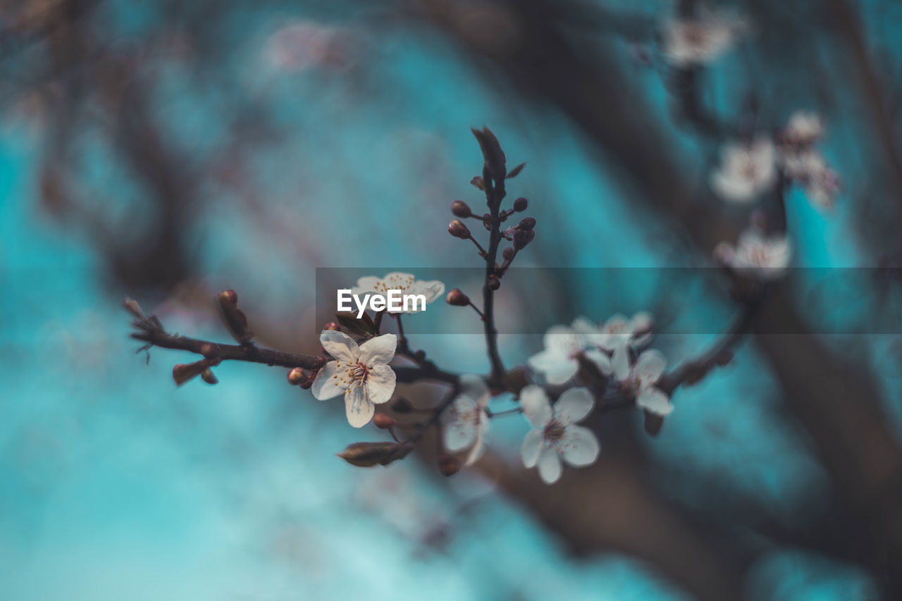 Close-up of cherry blossoms in spring