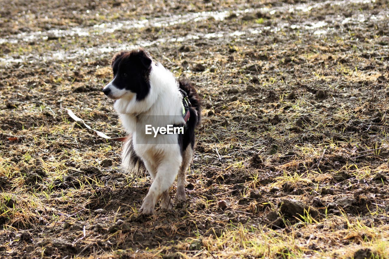 DOG LOOKING AWAY