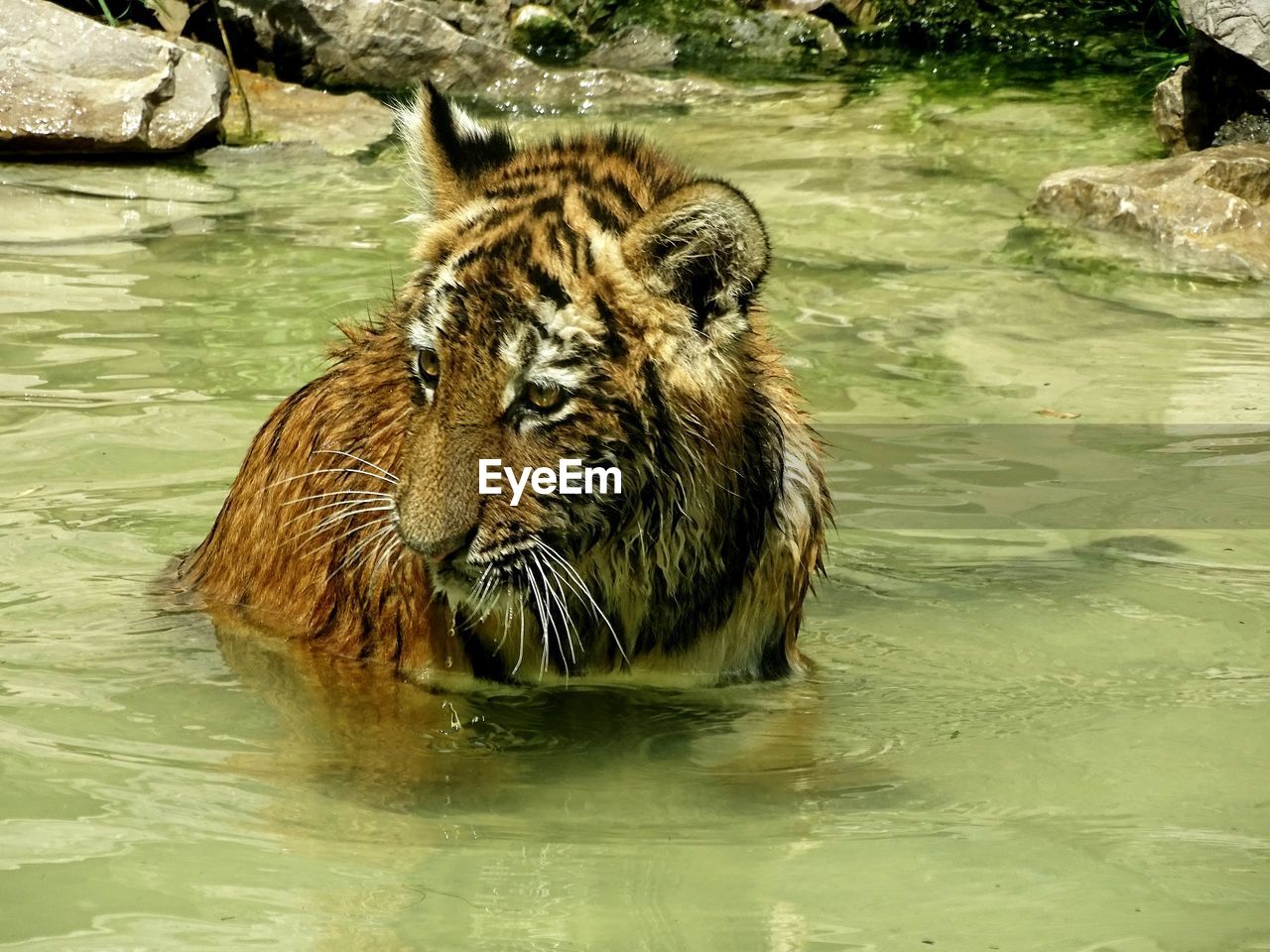 CLOSE-UP OF A TURTLE IN LAKE