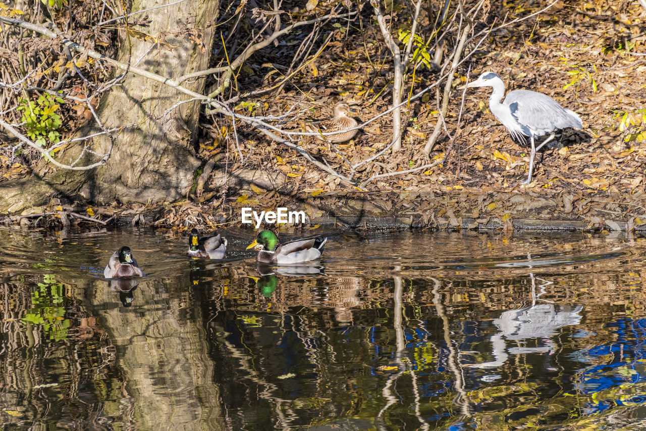 TWO BIRDS PERCHING ON TREE