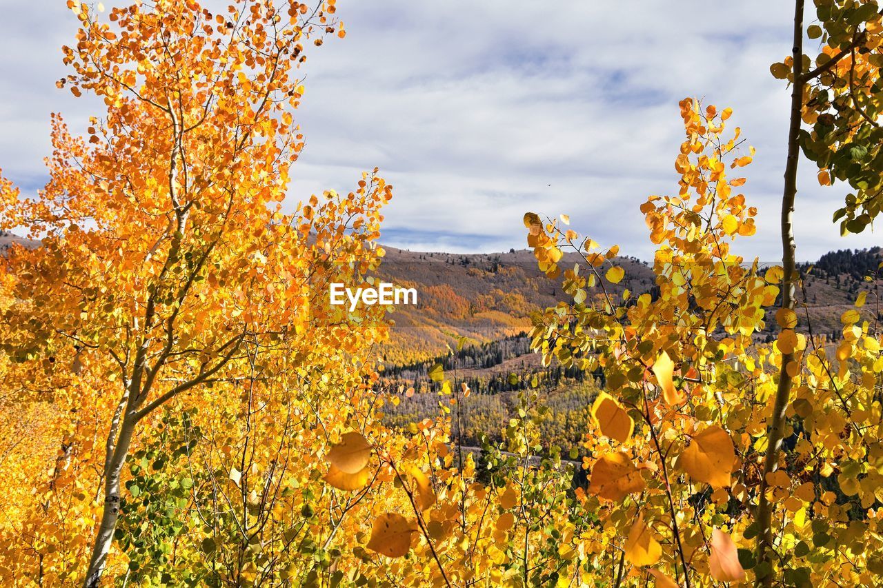 Silver lake by solitude big cottonwood canyon boardwalk trails  mountains wasatch front, utah, usa.