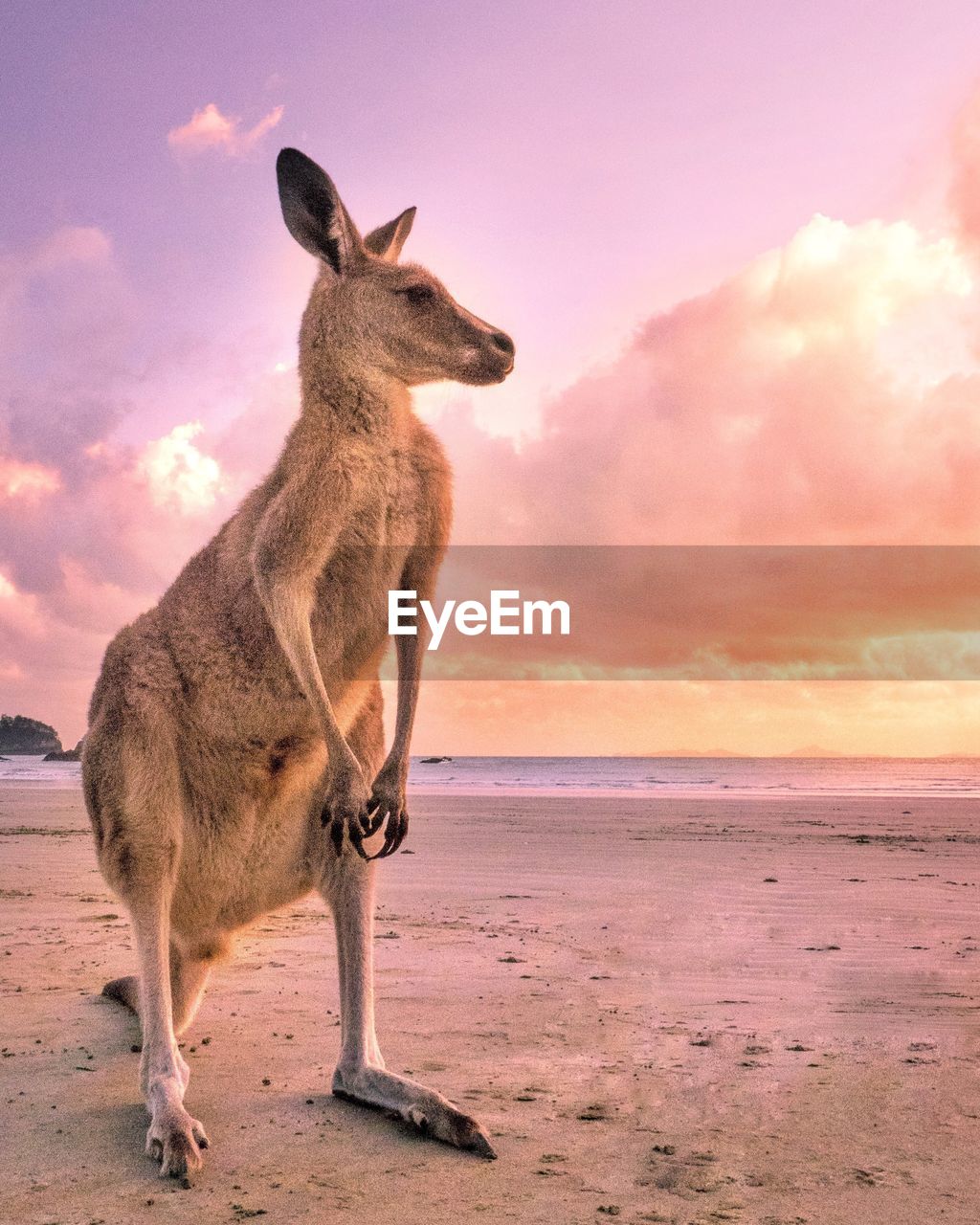 Kangaroo looking away while standing at beach against sky during sunset
