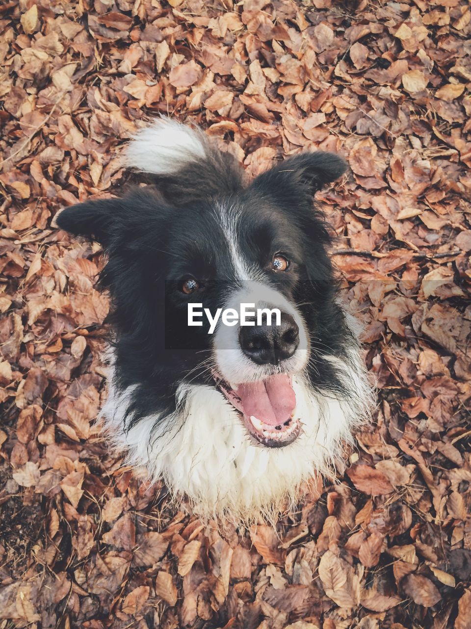 Close-up portrait of dog on leaves covered field during autumn