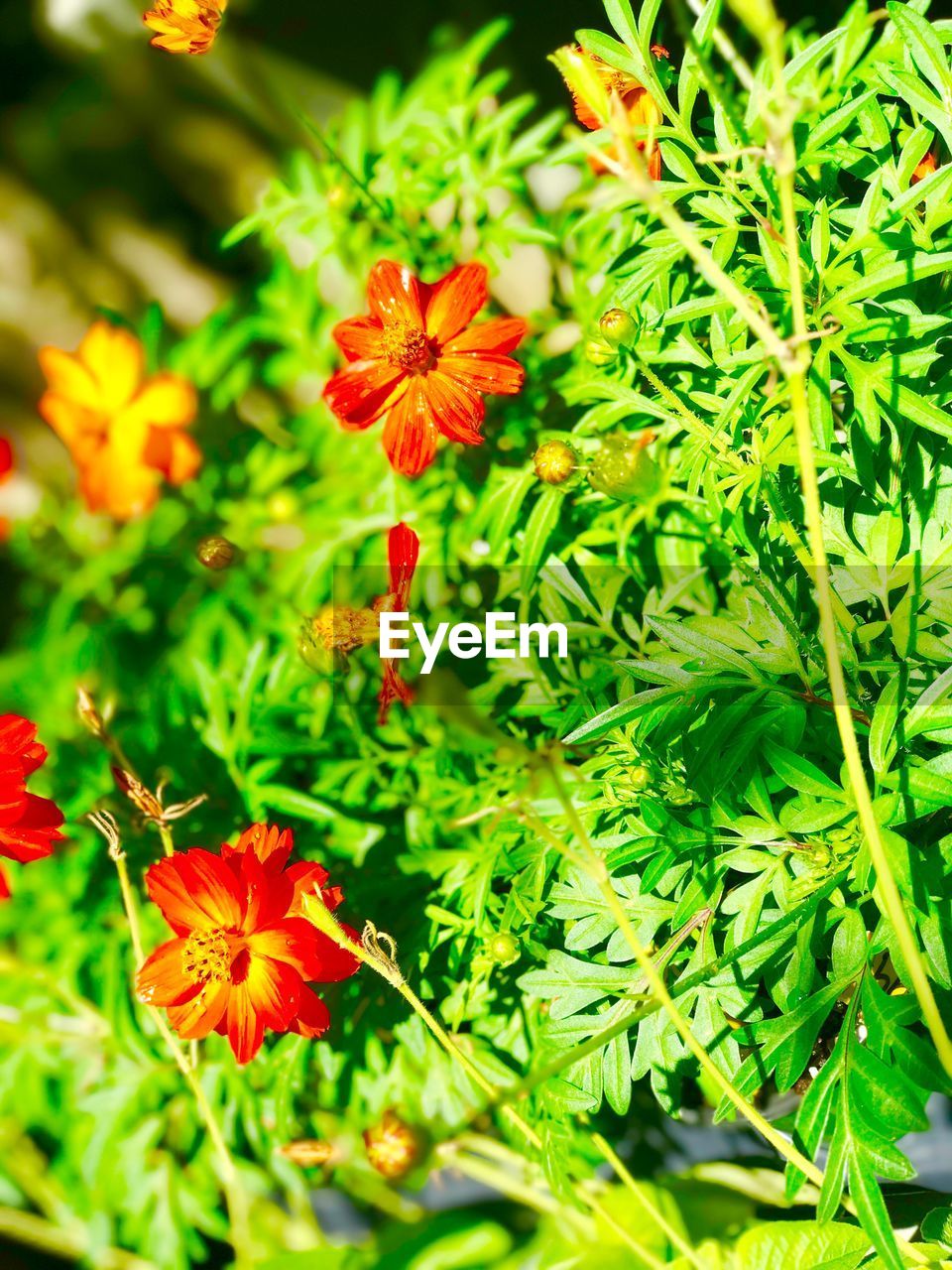 CLOSE-UP OF ORANGE FLOWERS