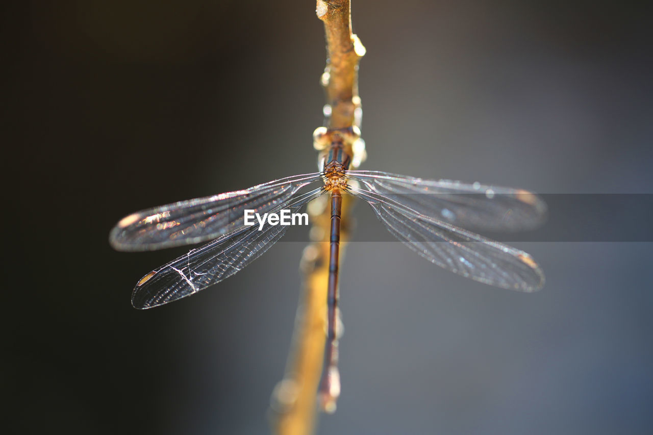 Close-up of dragonfly on plant stem