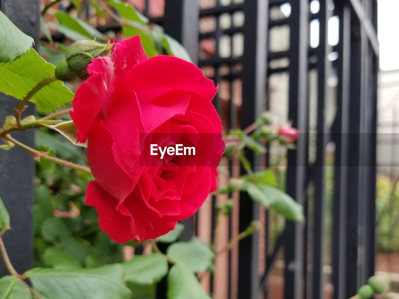 CLOSE-UP OF RED ROSE