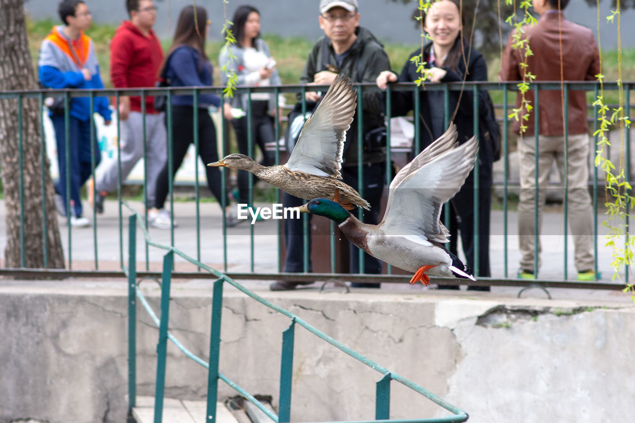 BIRDS FLYING OVER RAILING