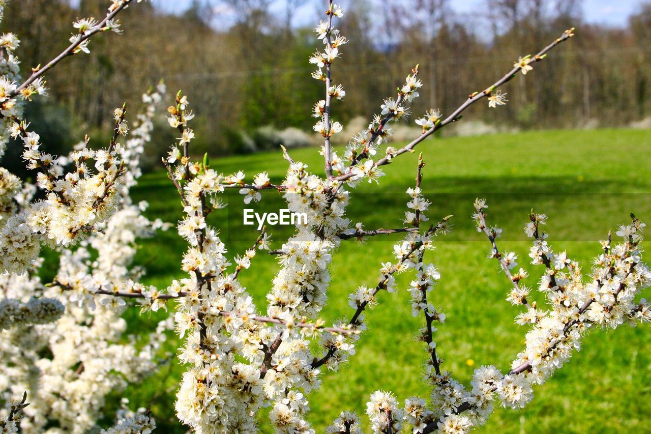 Close-up of cherry blossoms on field