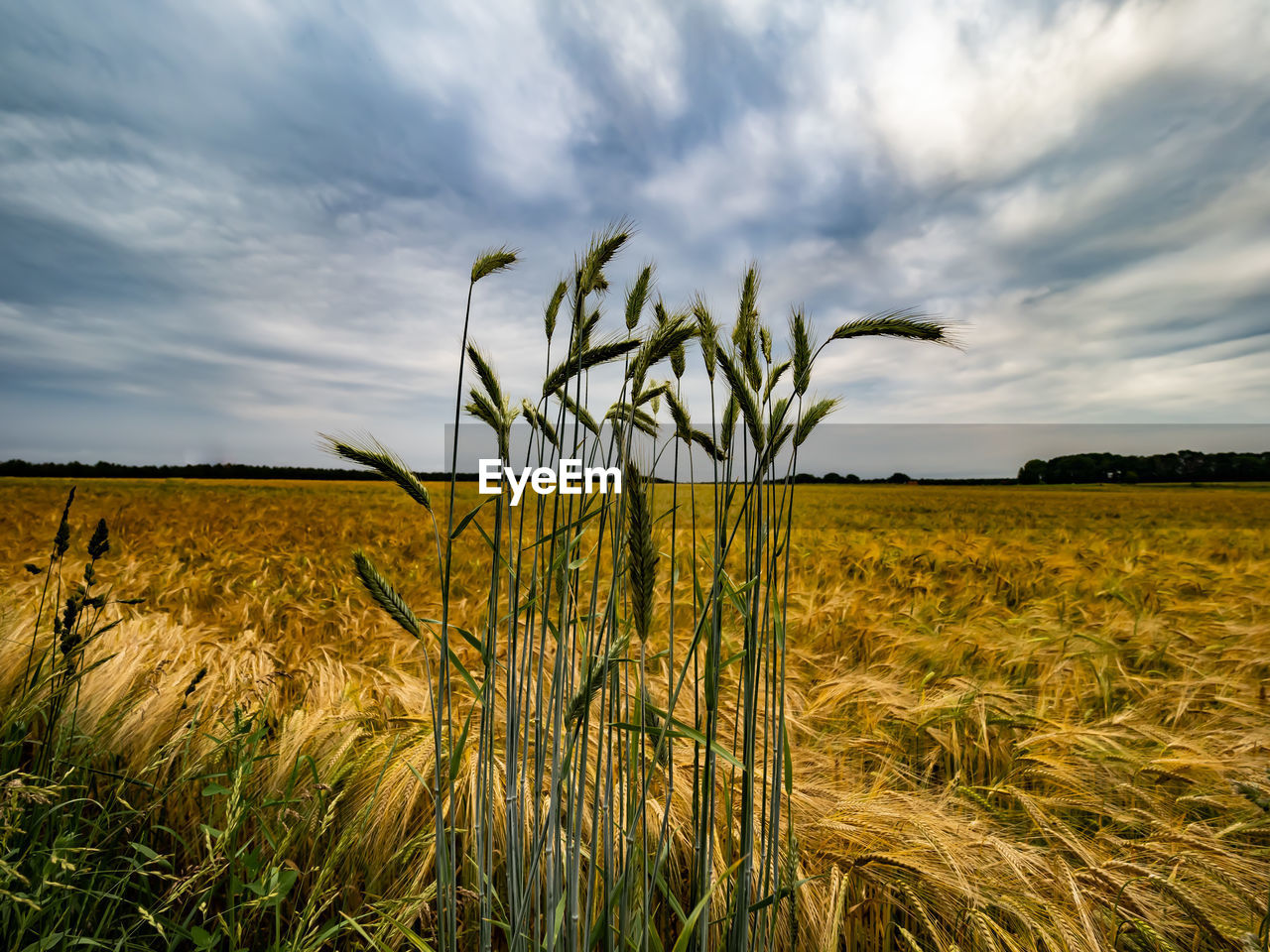 Plants growing on field against sky