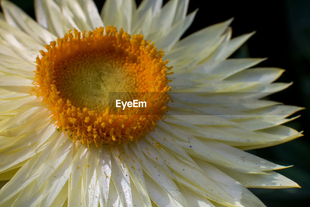 Close-up of sunflower