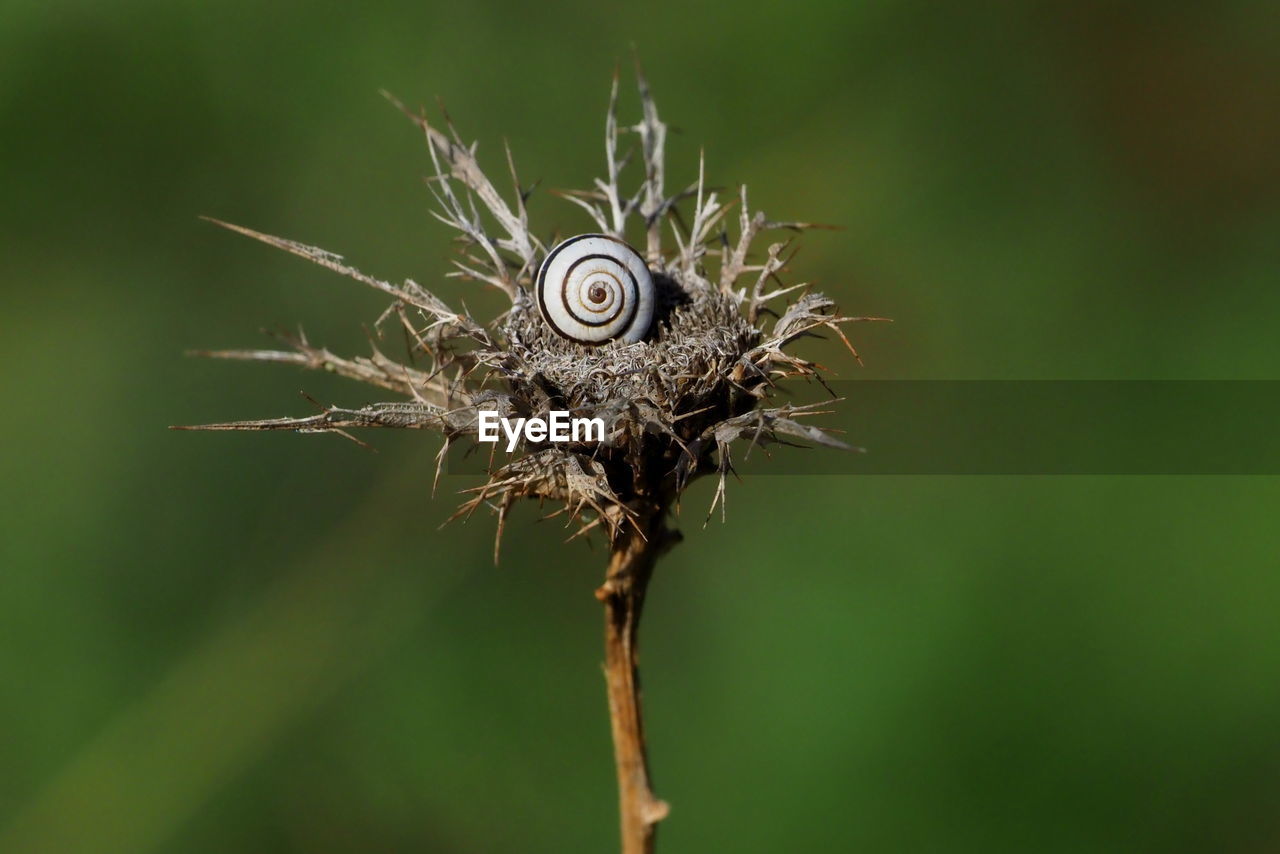 CLOSE-UP OF DRY FLOWER