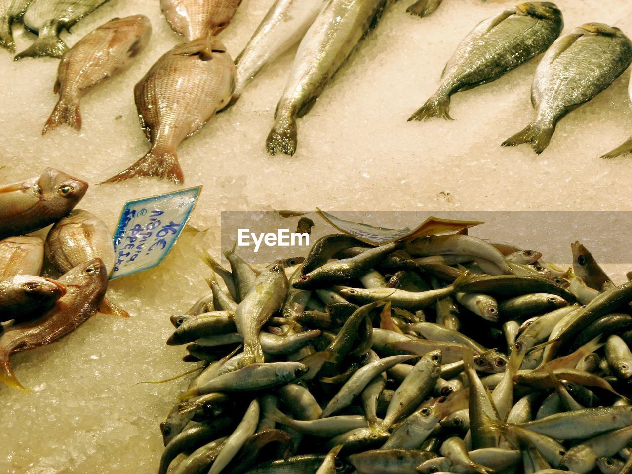 High angle view of fish on ice at market